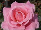 Realistic Pink Rose, unknow artist